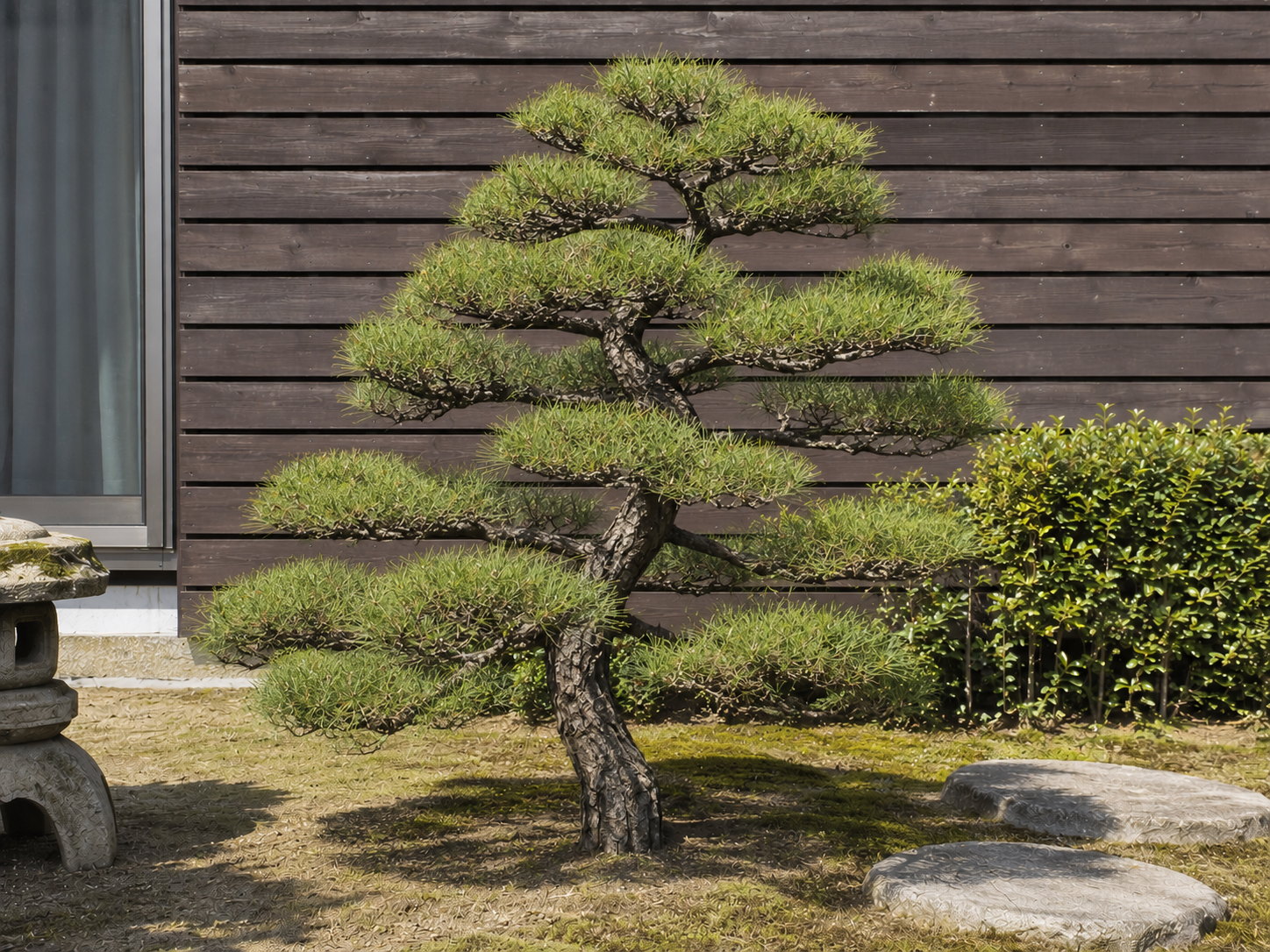 剪定後の松のイメージ画像