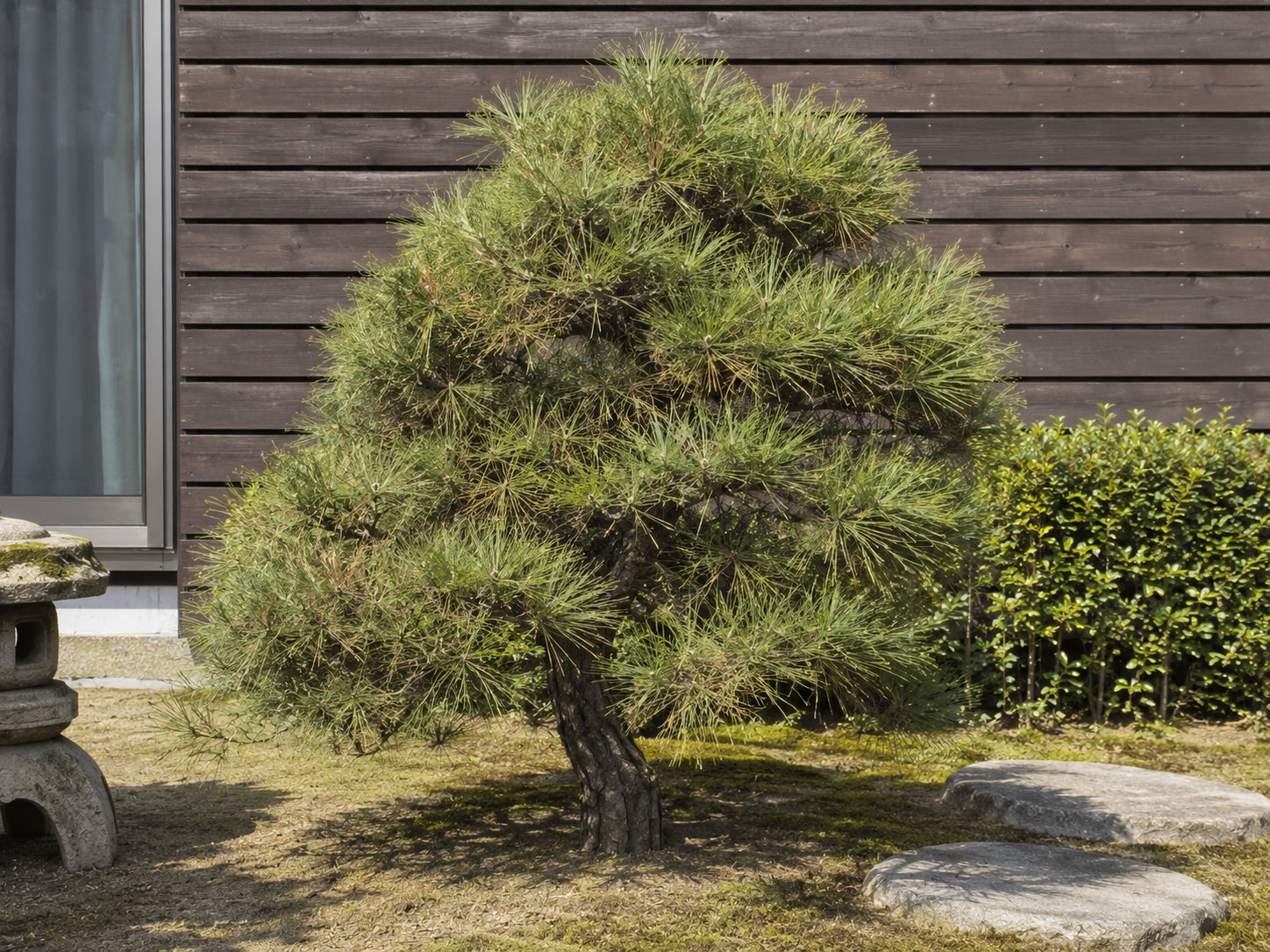 剪定前の松のイメージ画像