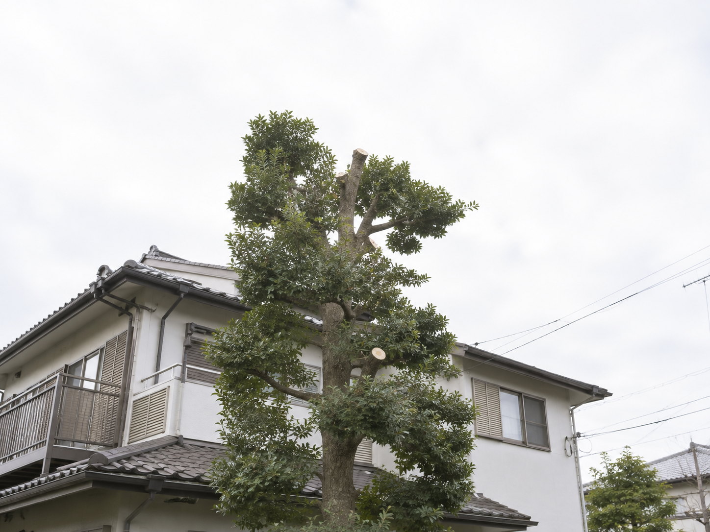 屋根にかかる高い枝を下ろした高木のイメージ画像